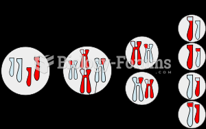 Meiosis overview