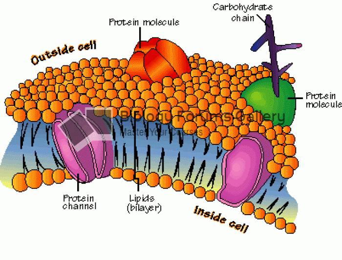 cell membrane