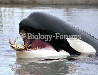 Killer whale eating a huge crab