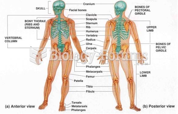 skeleton of the human body