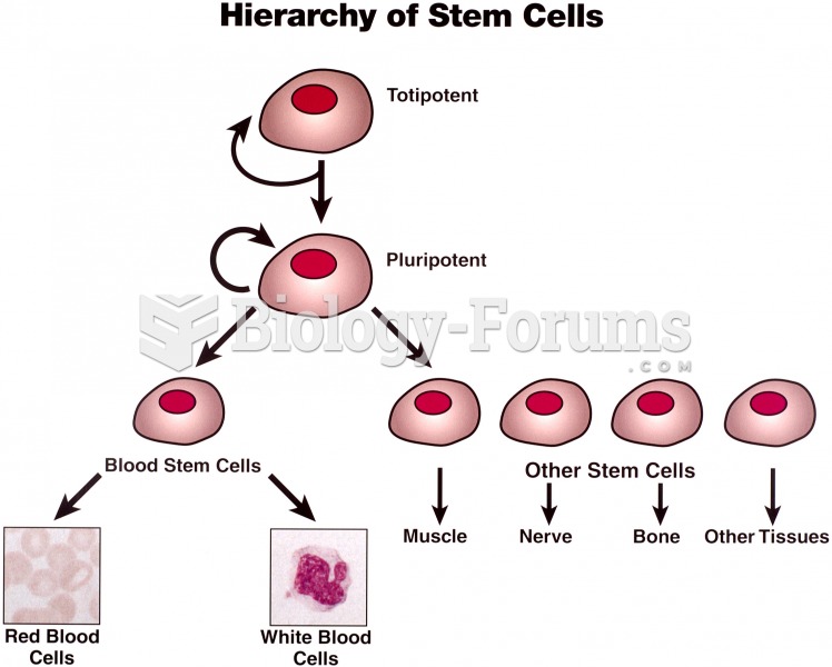 Stem Cell Hierarchy