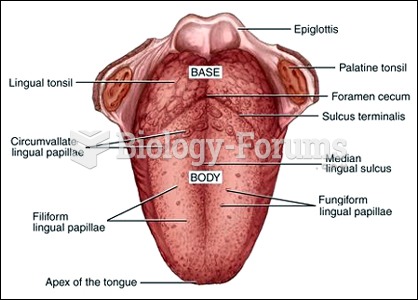 Tongue Anatomy