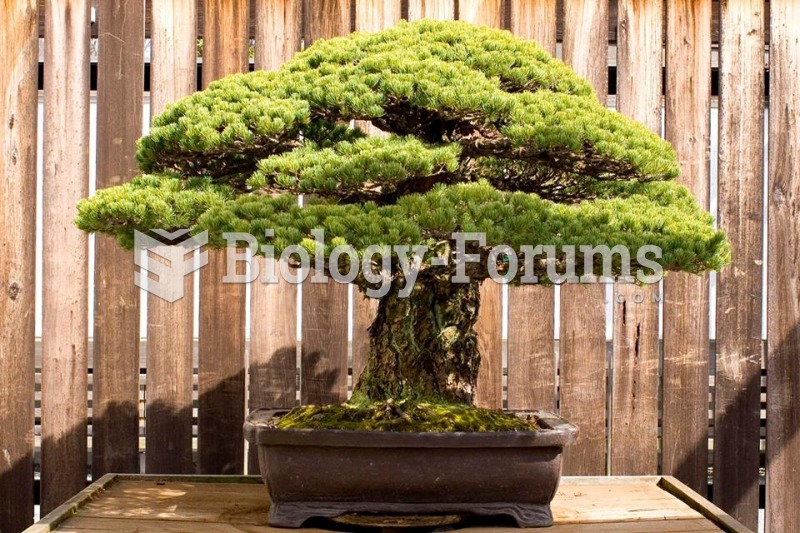 Bonsai Tree