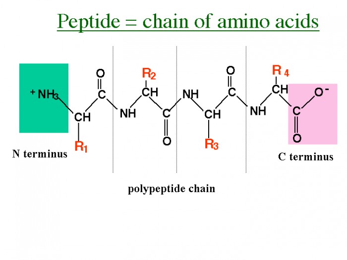 Peptide Chain