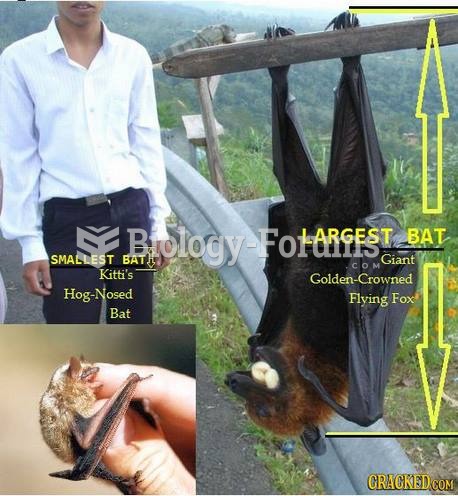 Massive Bat