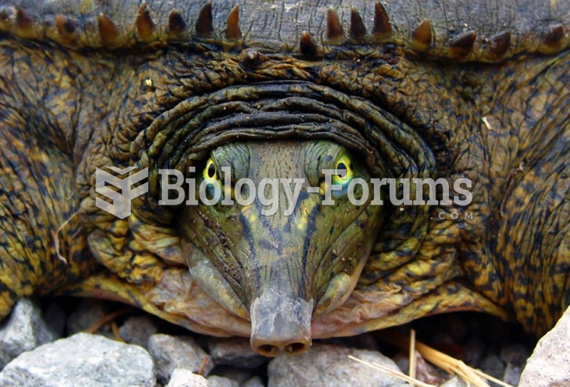 Eastern Spiny Softshell Turtle