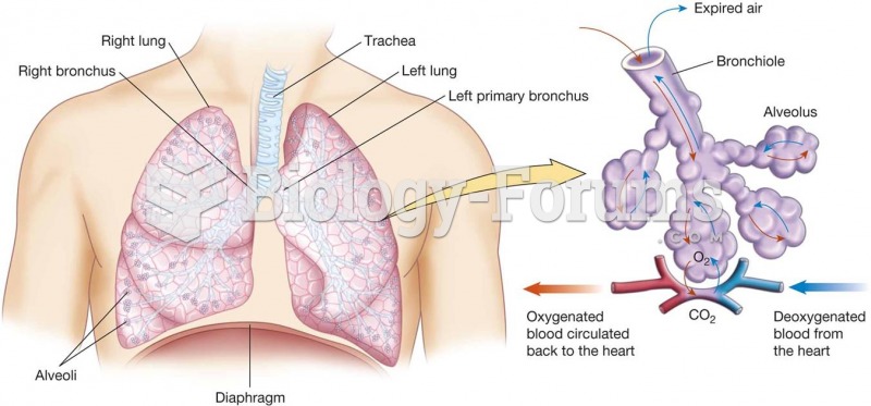 The lower respiratory tract
