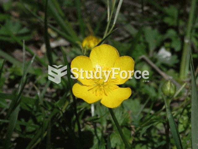 Common Buttercup