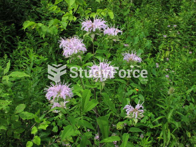 Wild Bergamot