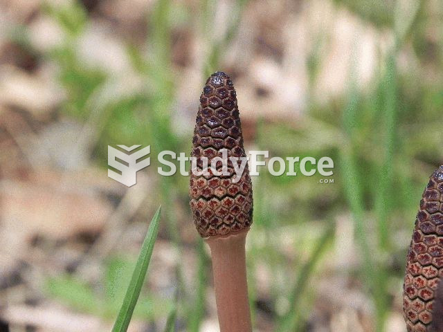 Field horsetail