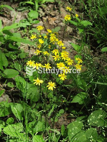 Golden Ragwort