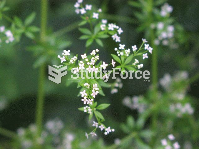 Rough Bedstraw