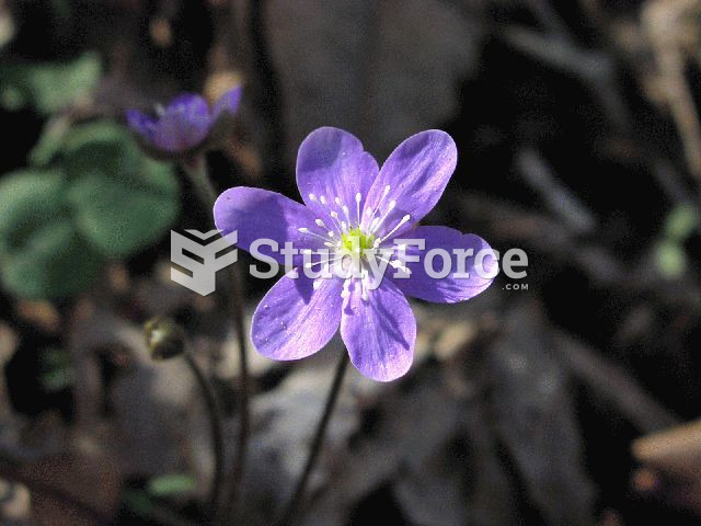 Round-Lobed Hepatica