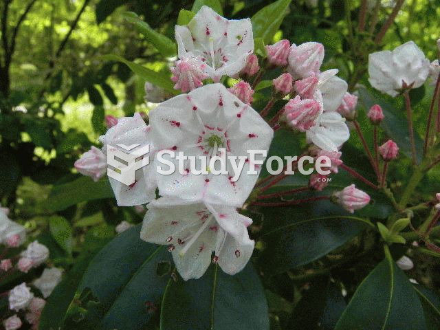 Mountain Laurel