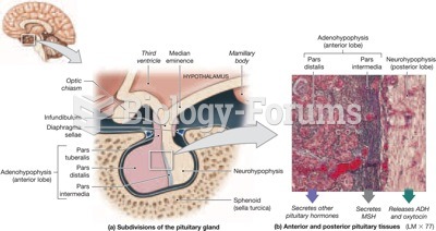 anatomy of pituitary gland