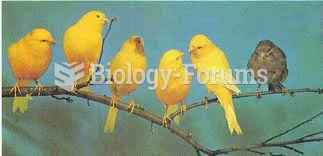 canary birds