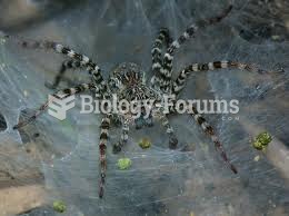 cat tien tunnel web spider