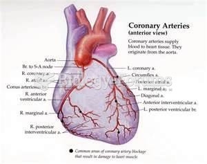 coronary artery
