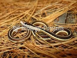 ribbon snake