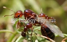 fire ants mating