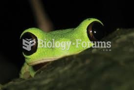 lemur leaf frog