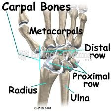 wrist bones