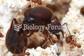 queen ant 2