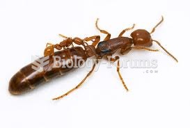 queen ant 3