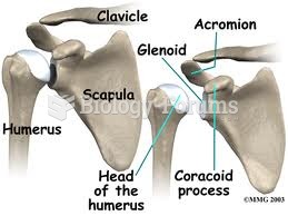 shoulder bones