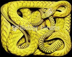 yellow snake