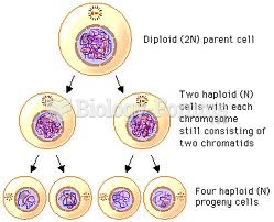 meiotic cell division