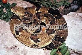 timber rattlesnake