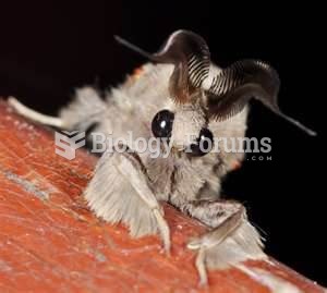 venezuelen poodle moth