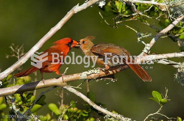 Cardinal feeding another