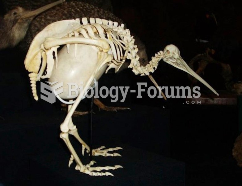Kiwi Bird Skeleton