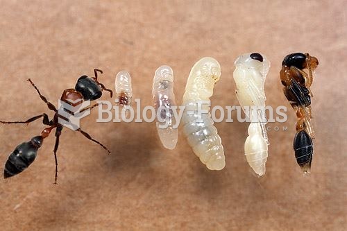 Ant metamorphosis
