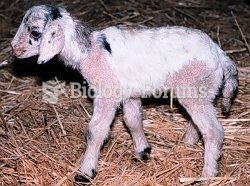 Hybrid Animal (goat-sheep)