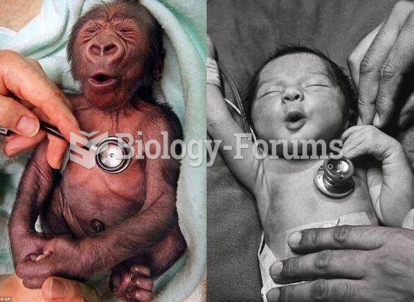 Baby Gorilla versus Baby Human