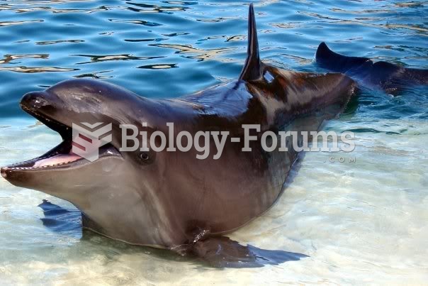 Hybrid Animal (dolphin)