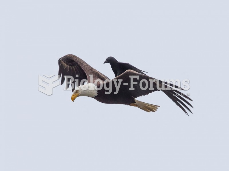Crow on Bald Eagle