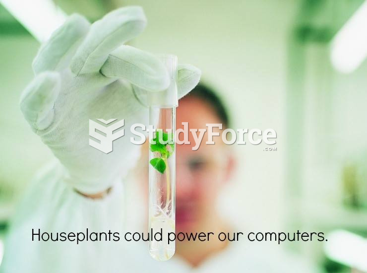 Nanotubes and Plants