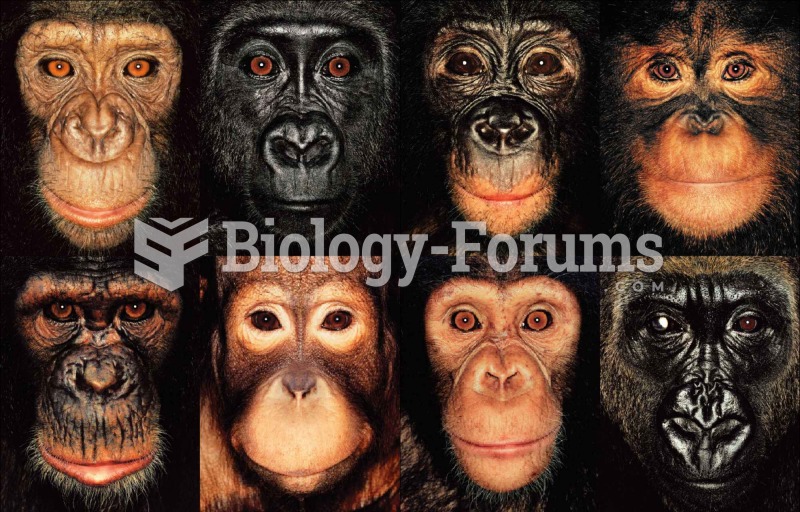 Portraits of great apes