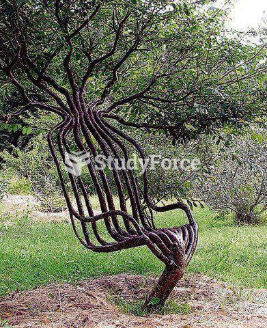 Chair made from tree