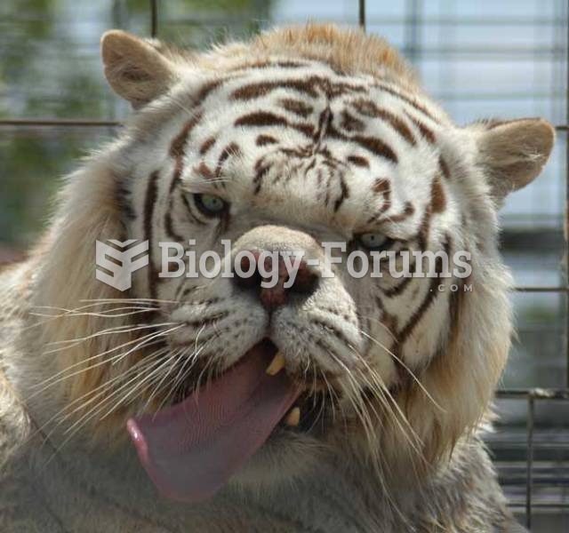 Kenny, the tiger
