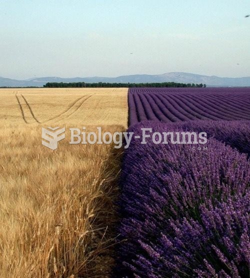 Wheat field versus lavender field