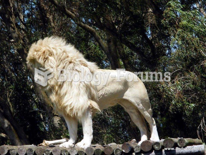 Beautiful white Lion in Easter Cape, South Africa