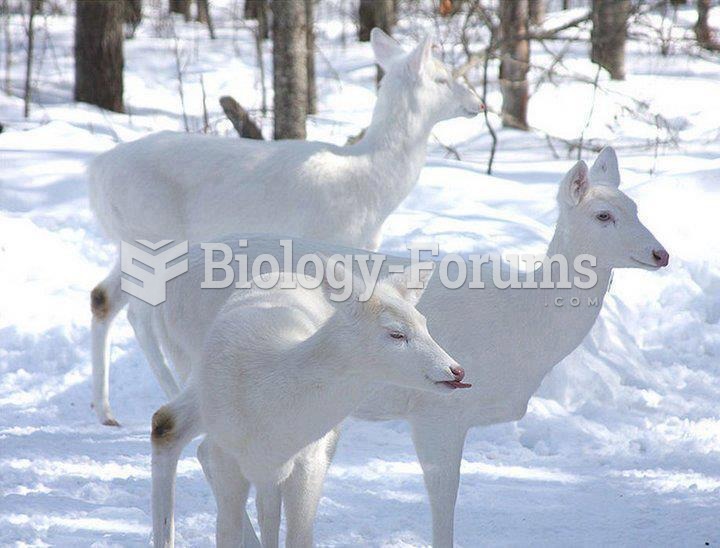 Rare and amazing White Deer