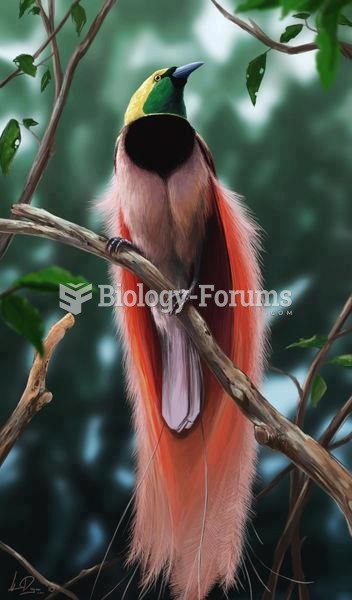 Spectacular Raggiana bird of paradise