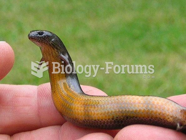 Yellow-bellied three-toed skink
