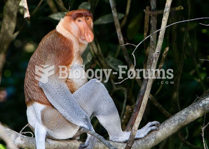 Proboscis monkeys